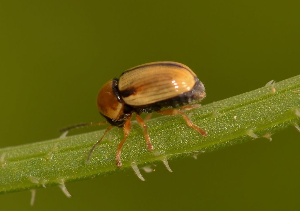 Chrysomelidae: Cryptocephalus fulvus